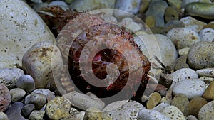 Raw video of a Scorpion fish of the Mediterranean island of Gozo, Malta