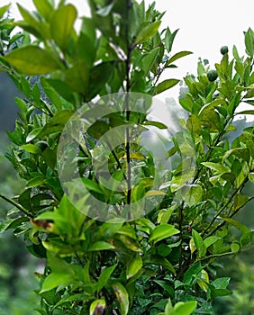 Raw Walnut Plant Close up view Morning View