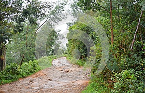 Raw Wet Difficult Road through Forest and Greenery