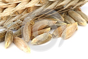 Raw wheat corns