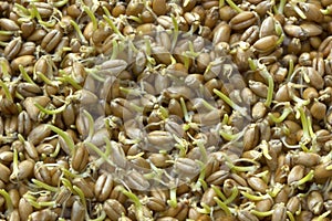 Raw wheat germ