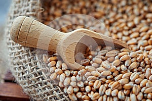 Raw wheat grain
