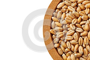 Raw wheat grain