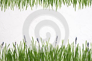 Raw wheat greens and lavender flowers on white textural background, wallpaper