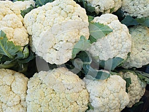 Raw white cauliflower. Healthy & vegetarian food. Group of raw cauliflowers