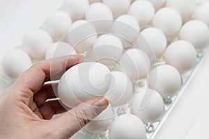 Raw white chicken eggs in tray on white background.