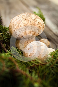 Raw white mushrooms on wooden table