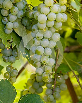 Raw White Wine, Still on the Vine