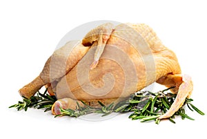 Raw whole corn fed poussin isolated on white