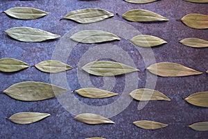 Cinnamomum tamala leaf