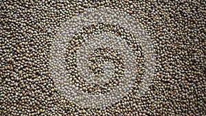 Raw whole dry Coriander seed