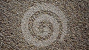 Raw whole dry Coriander seeds