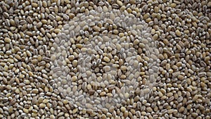 Raw whole hulled Barley grain