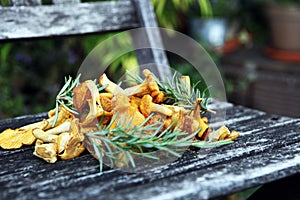 Raw wild chanterelle mushrooms. Composition with wild mushrooms