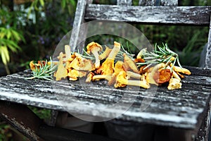 Raw wild chanterelle mushrooms. Composition with wild mushrooms