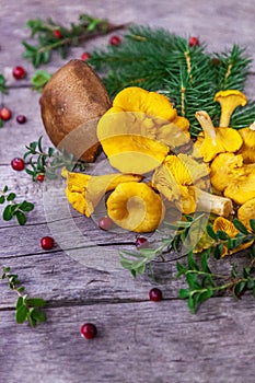 Raw wild mushrooms chanterelles on old wooden background. Vegetarian healthy product. Healthy lifestyle