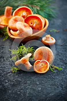 Raw wild Saffron milk cap mushrooms on dark old rustic background. Lactarius deliciosus. Rovellons, Niscalos