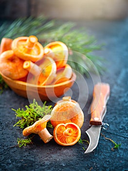 Raw wild Saffron milk cap mushrooms on dark old rustic background. Lactarius deliciosus, Rovellons, Niscalos mushroom closeup