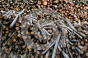 Raw wood logs in a lumber staging and storage yard