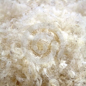 Raw Wool photo