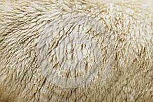 Raw wool