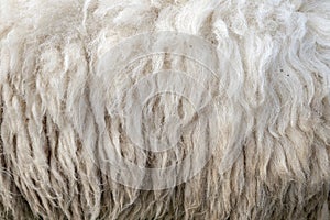 Raw wool background. Also softness, warmness concept