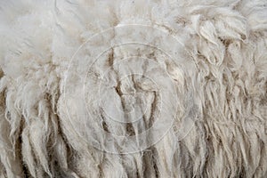 Raw wool background. Also softness, warmness concept