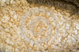 Raw wool background. Also softness, warmness concept