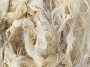 Raw wool photo