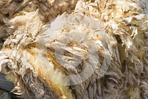 Raw wool fleece just sheared before being spun