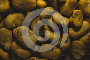 Raw Yellow Broad bean macro close up