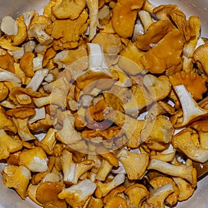 Raw yellow chanterelles mushrooms Autumn edible fungus texture Food backdrop