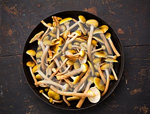 Raw Yellow Edible Wild Mushrooms Mushrooms In A Large Frying Pan On An Old Black Wooden Table