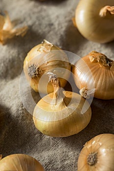 Raw Yellow Organic Cipolline Onions