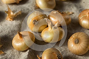 Raw Yellow Organic Cipolline Onions