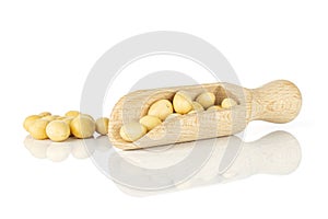 Raw yellow soya bean isolated on white