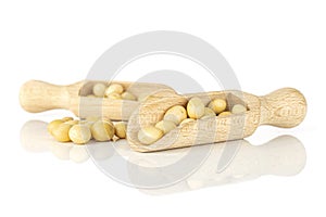 Raw yellow soya bean isolated on white