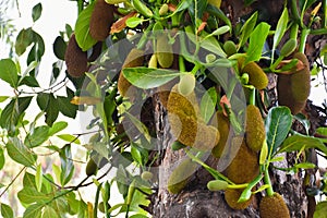 Raw and young jackfruits