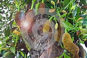 Raw and young jackfruits