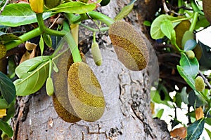 Raw and young jackfruits