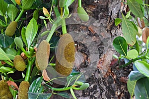 Raw and young jackfruits