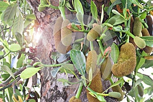 Raw and young jackfruits