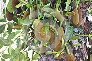 Raw and young jackfruits