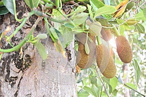 Raw and young jackfruits