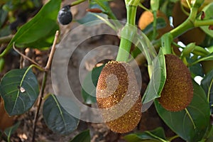 Raw and young jackfruits