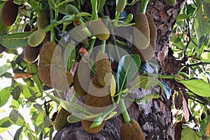 Raw and young jackfruits