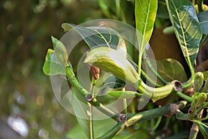 Raw and young jackfruits