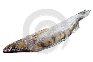 Raw zander, walleye fish. Isolated on white background