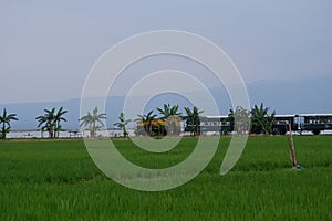 Rawa Pening Lake is now used as a tourist train destination route