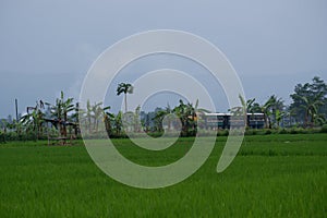 Rawa Pening Lake is now used as a tourist train destination route